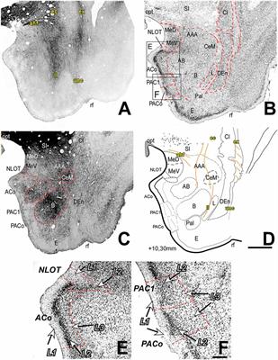 Cyto- and Myelo-Architecture of the Amygdaloid Complex of the Common Marmoset Monkey (Callithrix jacchus)